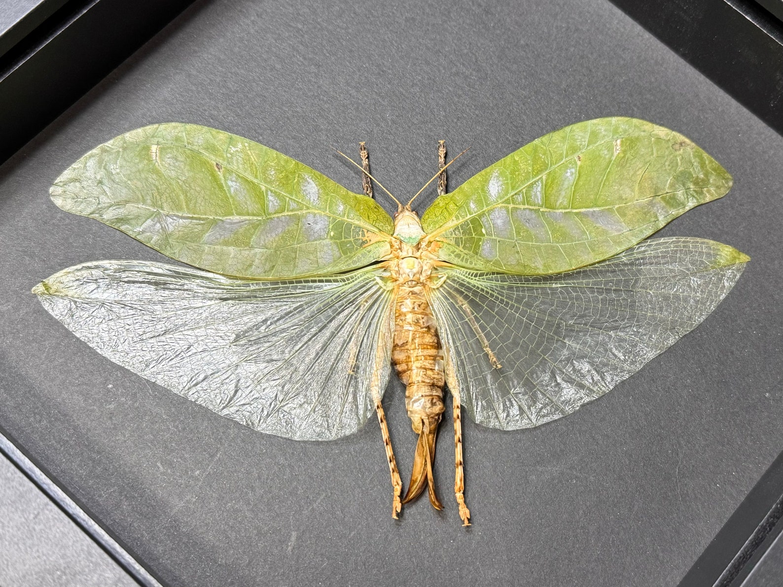 Mounted Katydid Specimen, Framed Insect Shadowbox (8x8x1.5) - Etsy