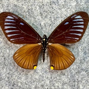 Blue Striped Mime butterfly, Papilio (Chilasa) slateri, UNMOUNTED (Wings FOLDED), Preserved, Dried, Real, Papered specimen