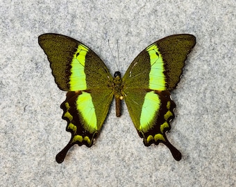 Emerald Swallowtail butterfly, Papilio palinurus daedalus, Wings FOLDED or Mounted (wings spread), Preserved, Dried, Real, Papered