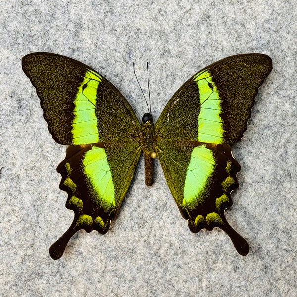 Framed Butterfly - Etsy
