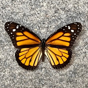 Monarch butterfly, Danaus plexippus, Unmounted (wings FOLDED), Preserved, Dried, Real specimen, Danainae, Nymphalidae