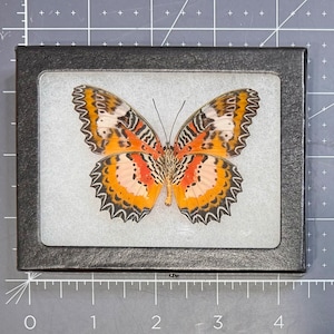 The Luzon Lacewing butterfly, Cethosia luzonica pariana, Mounted and framed in a Riker Mount case, Preserved, Dried, Real