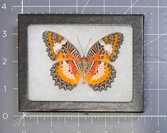 The Luzon Lacewing butterfly, Cethosia luzonica pariana, Mounted and framed in a Riker Mount case, Preserved, Dried, Real