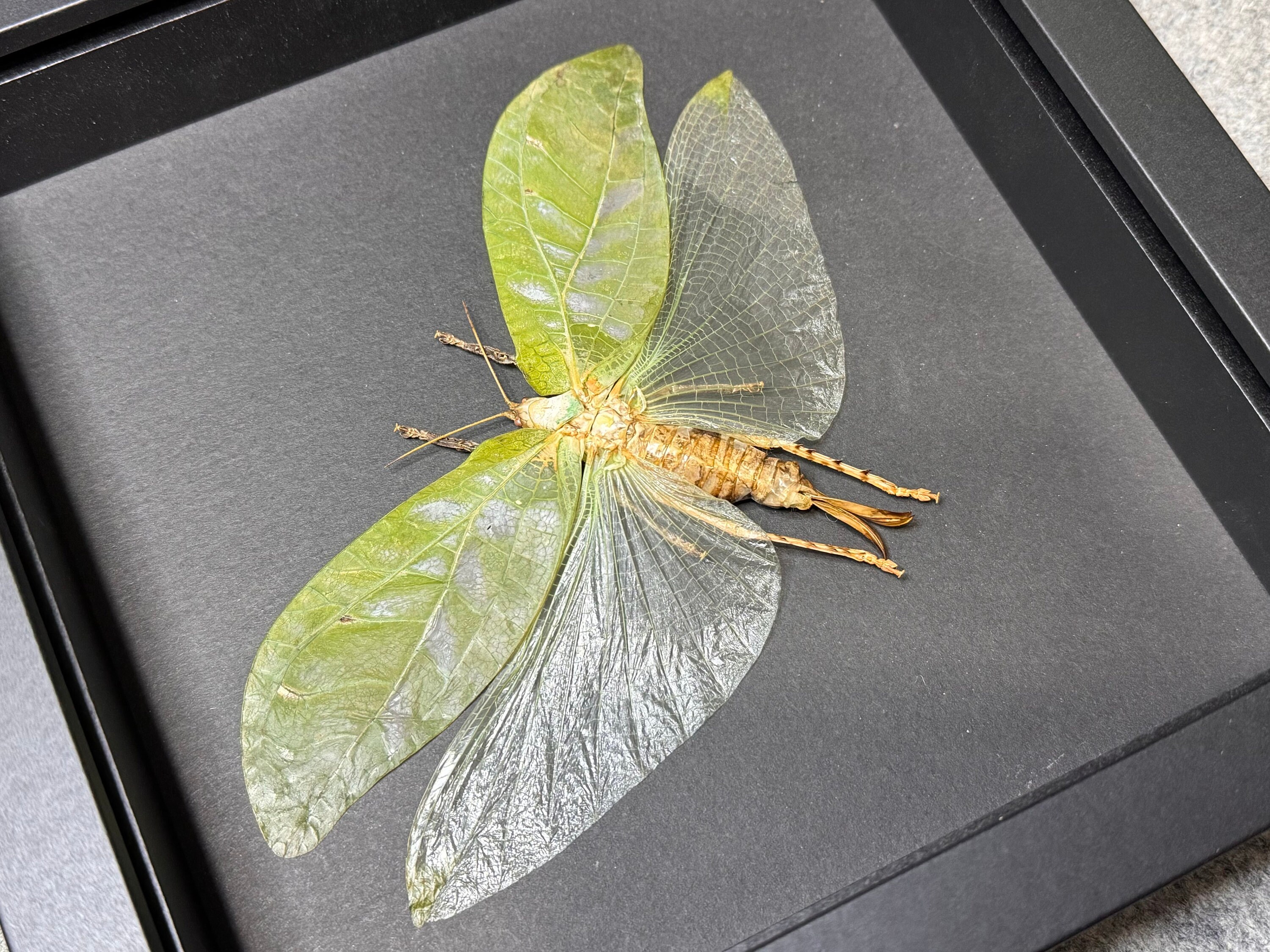 Mounted Katydid Specimen, Framed Insect Shadowbox (8x8x1.5) - Etsy