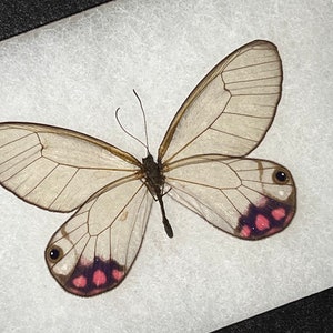 Rare Purple Spotted Phantom butterfly, Cithaerias pyropina, Mounted wings spread) & framed in a Riker mount, preserved, real specmen