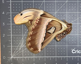 Atlas Moth, Attacus atlas, WINGS FOLDED, Male or Female, Preserved, Dried, Real, Papered, UNMOUNTED