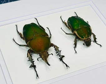 Framed Giant Green African Flower Beetle Pair, Real Insect Display
