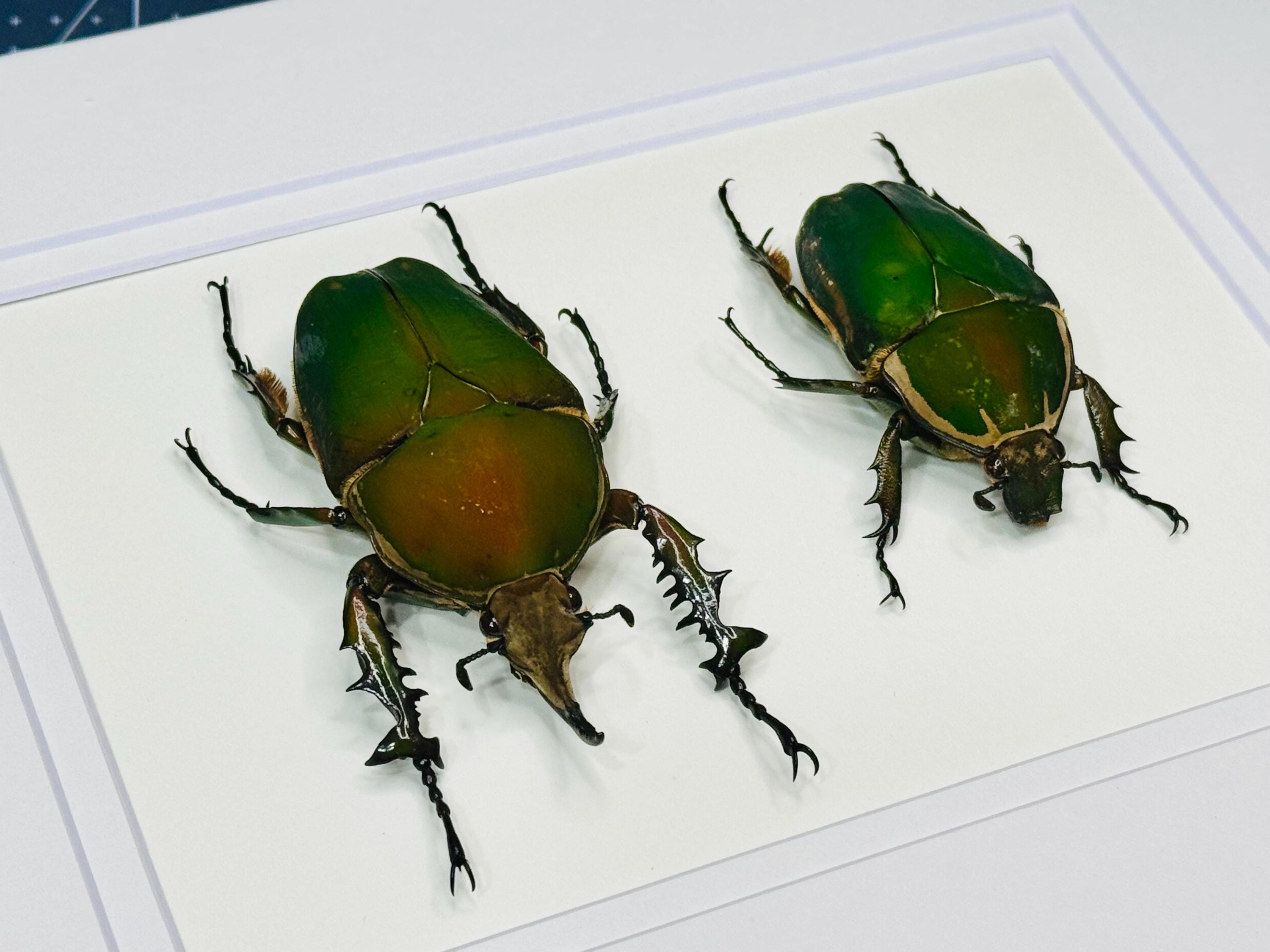Framed Giant Green African Flower Beetle Pair, Real Insect Display