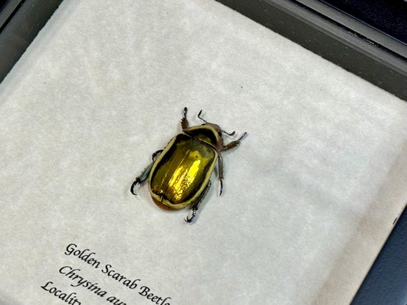 Chrysina Aurigans, RARE Shiny Golden Scarab Beetle, XL Size (30.6