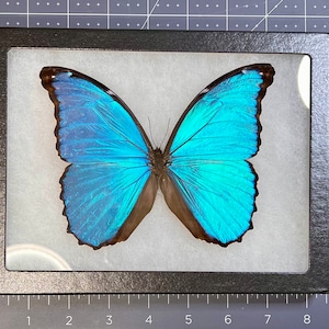 Giant Blue Morpho butterfly, Morpho didius, Mounted (wings spread) and framed in a Riker Mount, Real, preserved, dried specimen