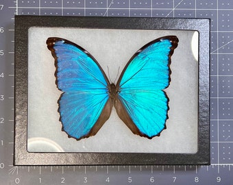 Giant Blue Morpho butterfly, Morpho didius, Mounted (wings spread) and framed in a Riker Mount, Real, preserved, dried specimen