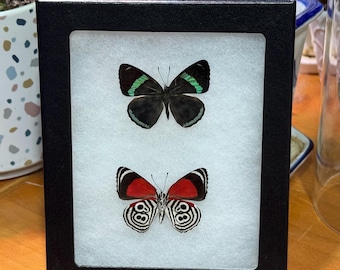 Pareja de mariposas de ochenta y ocho ejemplares, Diaethria clymena, enmarcada, Riker Mount