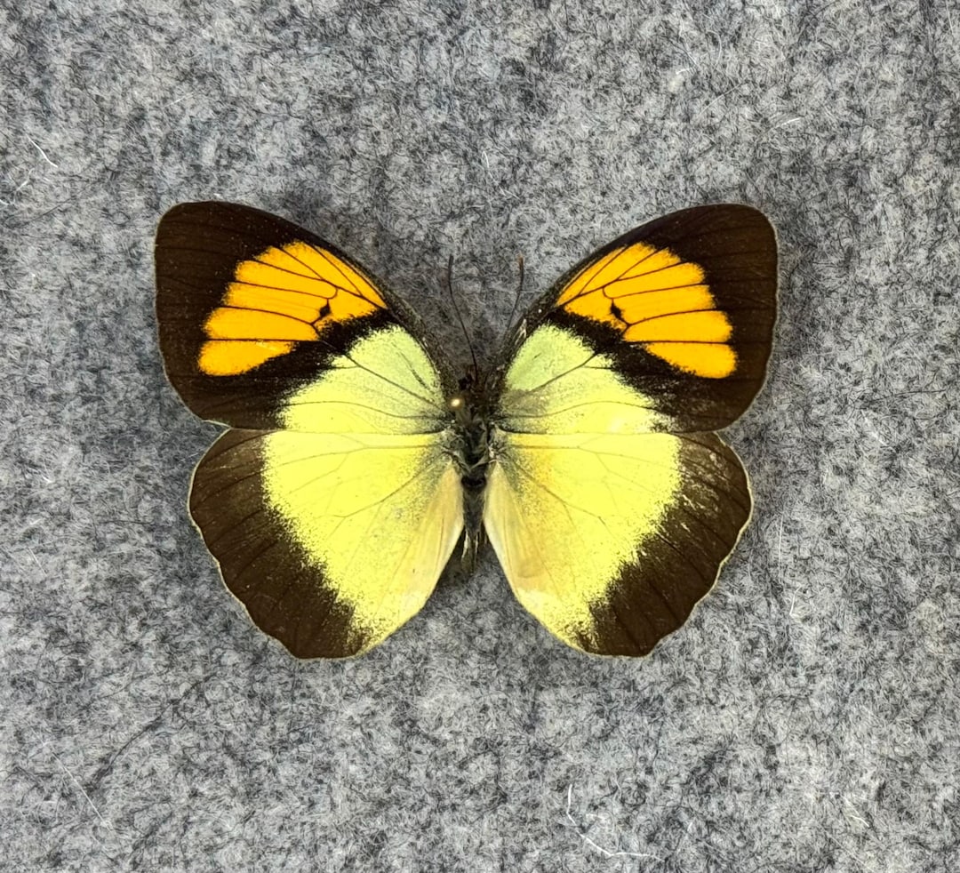The Yellow Orange Tip Butterfly, Ixias Pyrene, UNMOUNTED (wings