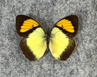 RARE Morpho Absoloni Butterfly, Male, UNMOUNTED, Wings FOLDED