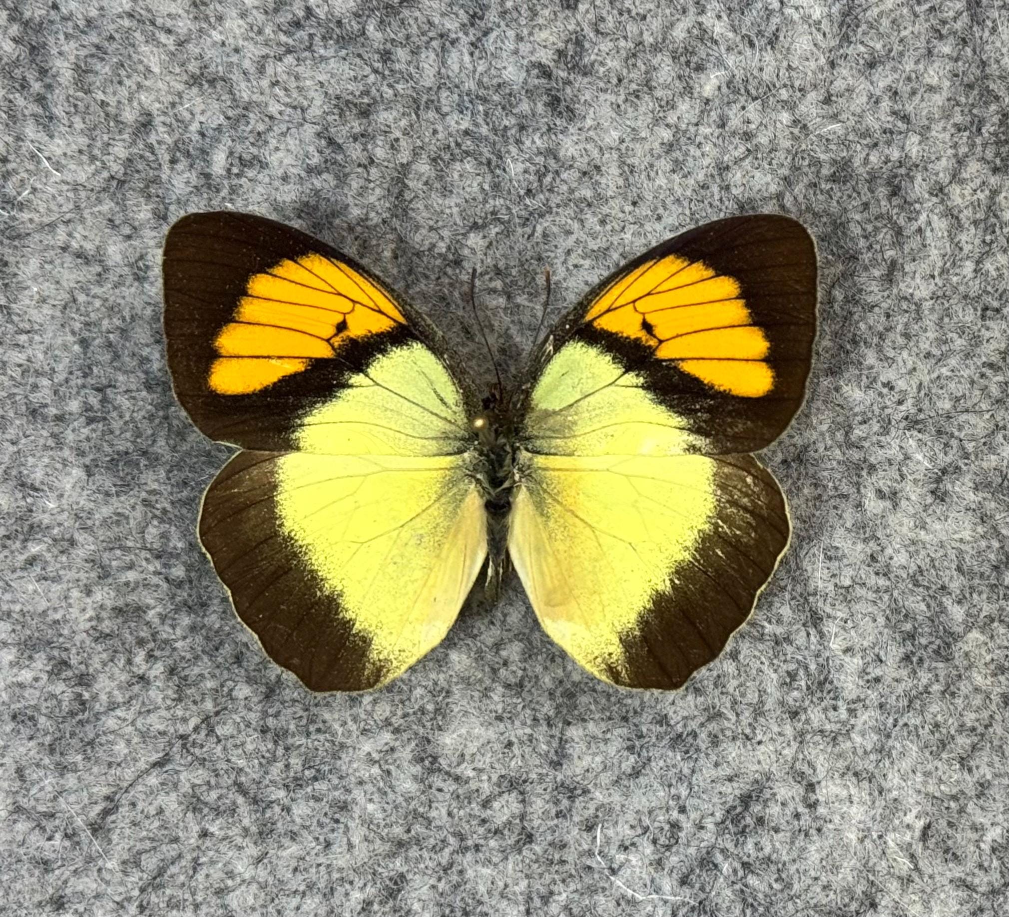The Yellow Orange Tip Butterfly, Ixias Pyrene, UNMOUNTED (wings