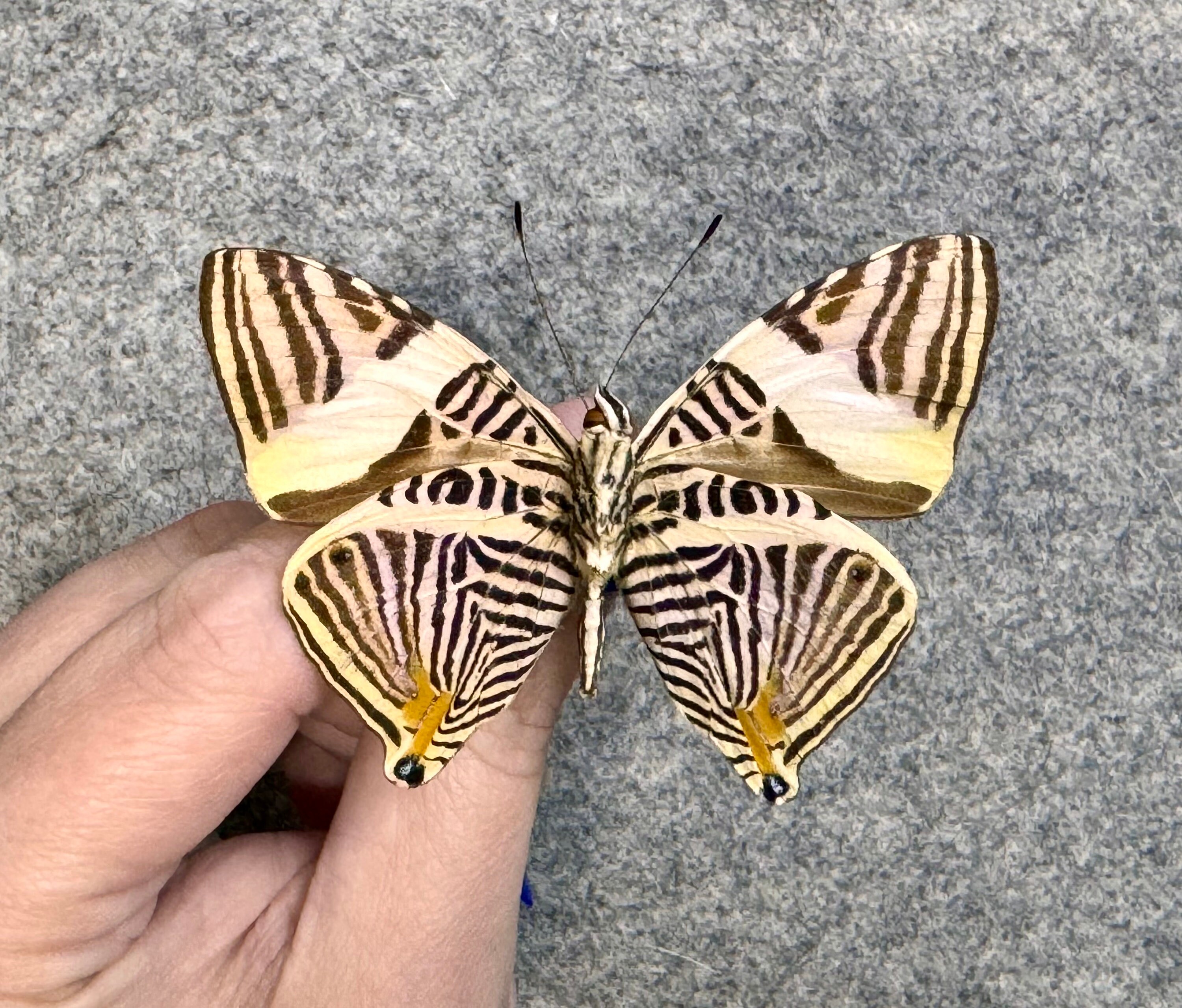 【中古】 Butterflies Zebras ＆ Moonbeams Nucultures il_fullxfull.5963044569_ljfm.jpg