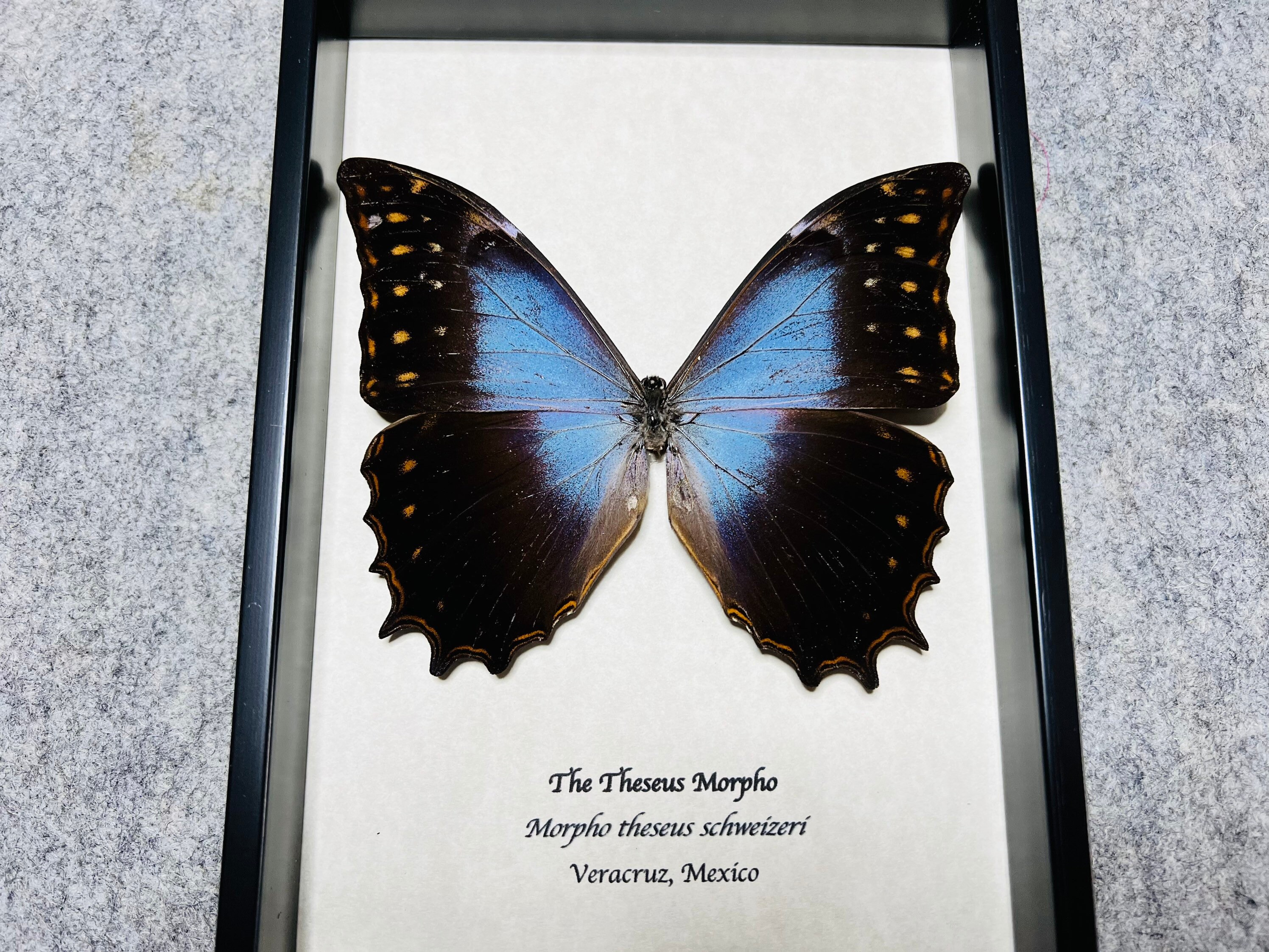 Theseus Morpho Butterfly Framed in Black Shadowbox - Etsy