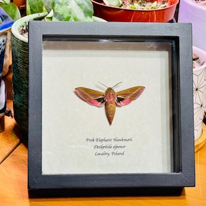 Pink Elephant Hawkmoth, Deilephila elpenor, mounted and framed in a black shadowbox, preserved, real, dried specimen