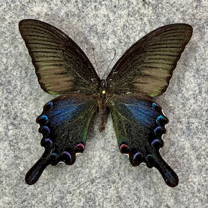Black Peacock swallowtail butterfly, Papilio bianor, Summer Form, UNMOUNTED (Wings FOLDED), Preserved, Dried, Real, Papered specimen