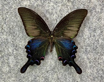 Purple Spotted Swallowtail Butterfly, Graphium Weiskei