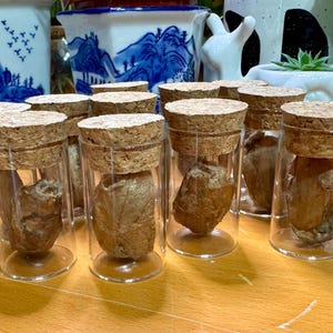 May include: Close-up of nine small glass jars with cork lids, each containing a brown, organic-looking object. The jars are arranged in a semi-circle on a wooden surface.
