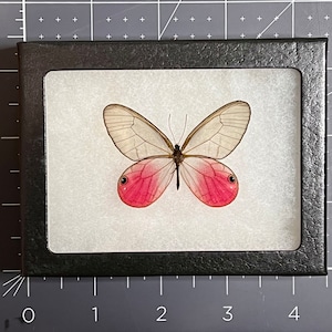 Blushing Phantom Pink Clearwing butterfly, Cithaerias aurorina, Mounted (wings spread) & framed in a Riker Mount, Preserved, Dried, Real