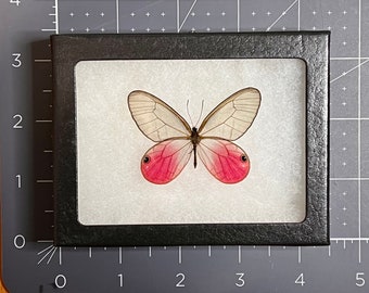 Blushing Phantom Pink Clearwing butterfly, Cithaerias aurorina, Mounted (wings spread) & framed in a Riker Mount, Preserved, Dried, Real