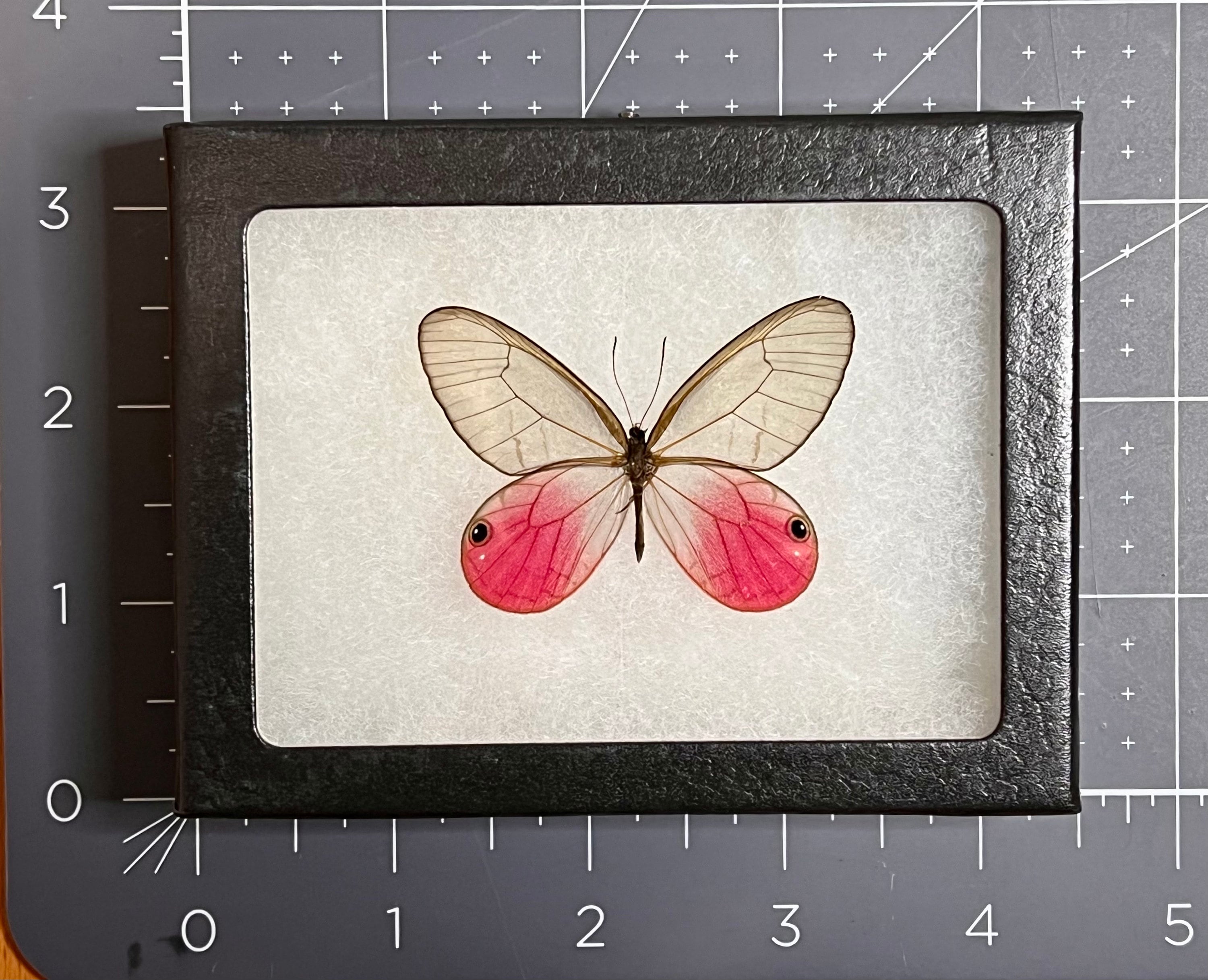 Blushing Phantom Pink Clearwing Butterfly, Cithaerias Aurorina