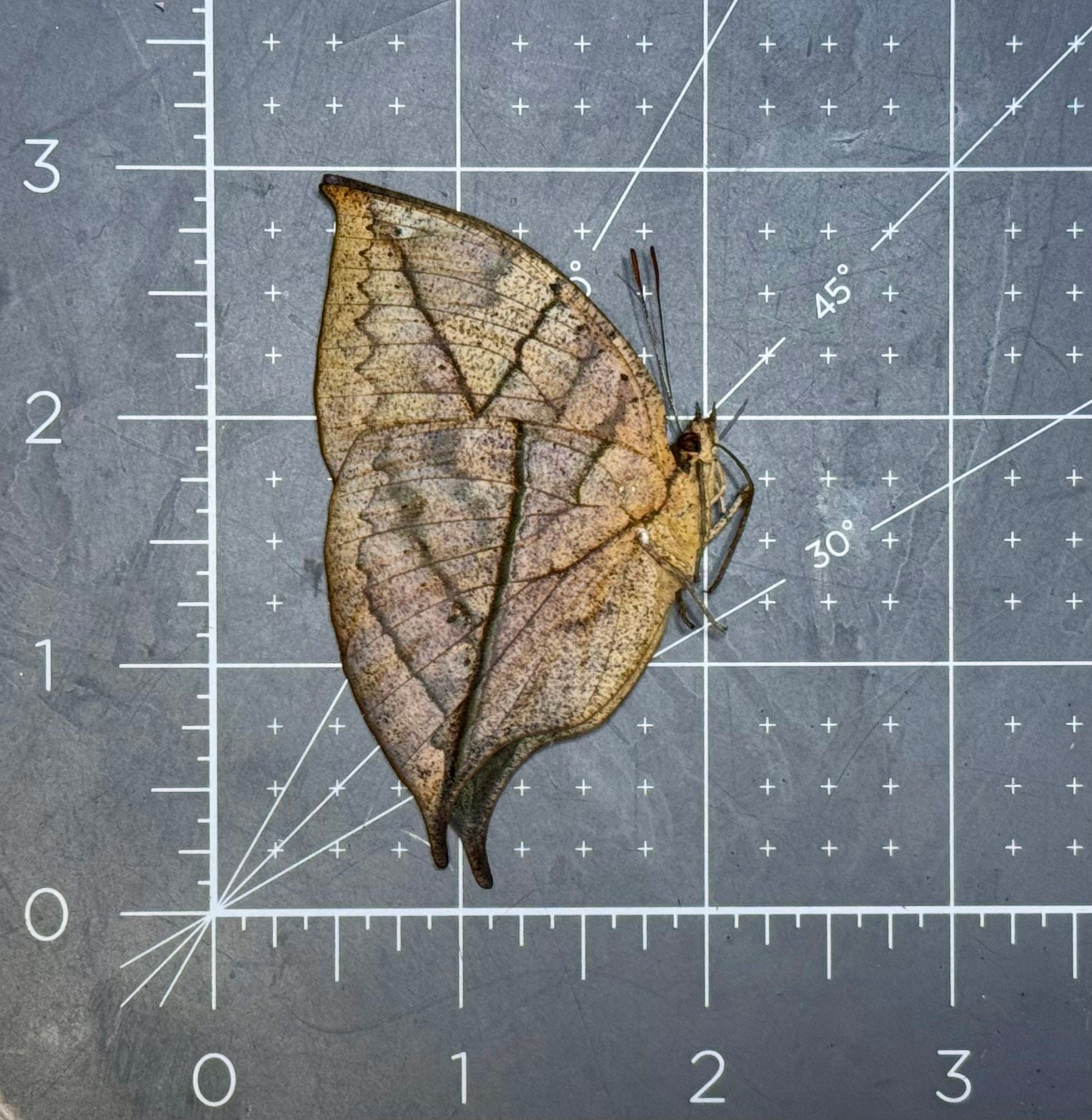Orange Oakleaf (dead Leaf) Butterfly, Kallima Inachus Chinensis