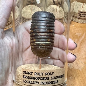 Giant Roly Poly Pill Bug, Sphaeropoeus lugubris, mounted in a bell jar, cloche, dome jar, labeled with name, locality, real, dried preserved