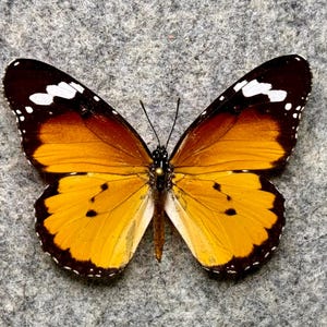 May include: A butterfly with open wings, showcasing a vibrant color palette. The wings feature a gradient of orange and yellow, with black edges and white spots. The butterfly's body is black with yellow accents.