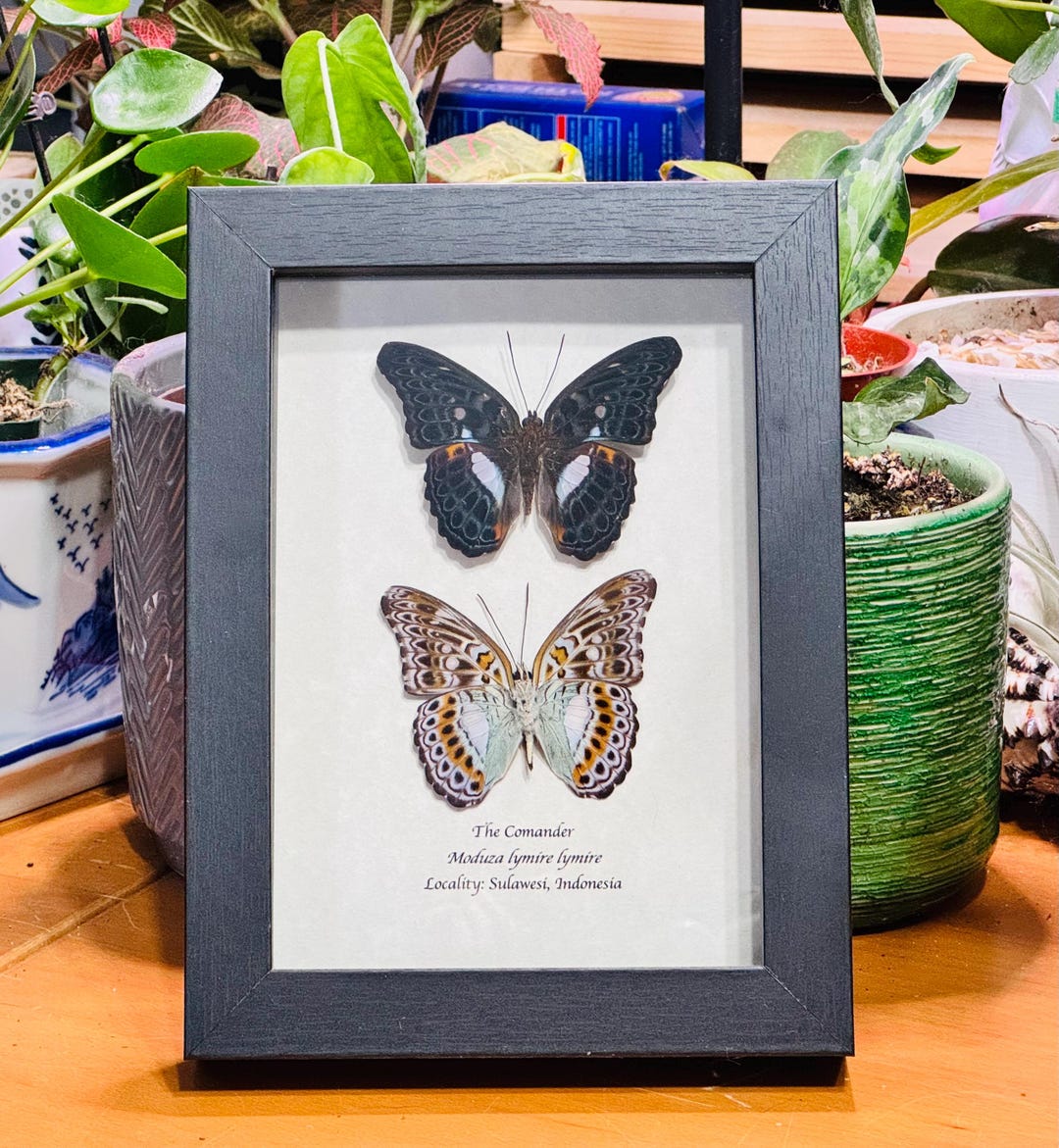 Framed Comander Butterfly, Moduza Lymire Lymire, Black Shadowbox