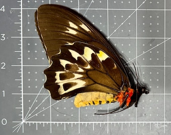 Large Unmounted Butterfly Real Birdwing Ornithoptera Priamus