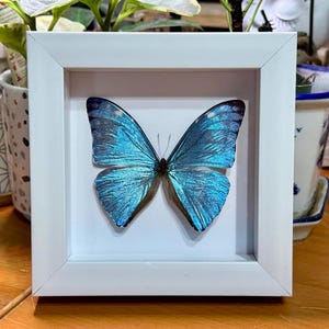 Blue Adonis Morpho butterfly, Morpho marcus, mounted (wings spread) and framed in a shadowbox, preserved, dried, real specimen