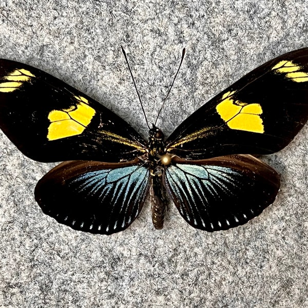 Doris Longwing Butterfly, Heliconius doris, Wings folded OR Mounted (wings spread), Preserved, Dried, Real