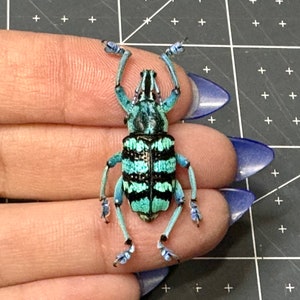 Blue Weevil, Eupholus linnei, Unmounted, real, preserved, dried