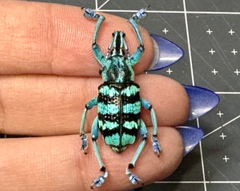 Blue Weevil, Eupholus linnei, Unmounted, real, preserved