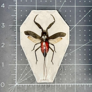 Water Scorpion, Laccotrephes celebensis, MOUNTED (spread), dried, real, preserved
