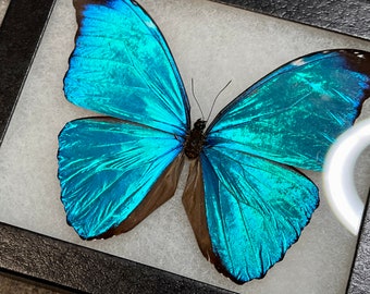 RARE Morpho Absoloni Butterfly, Mounted (wings Spread) in a Riker