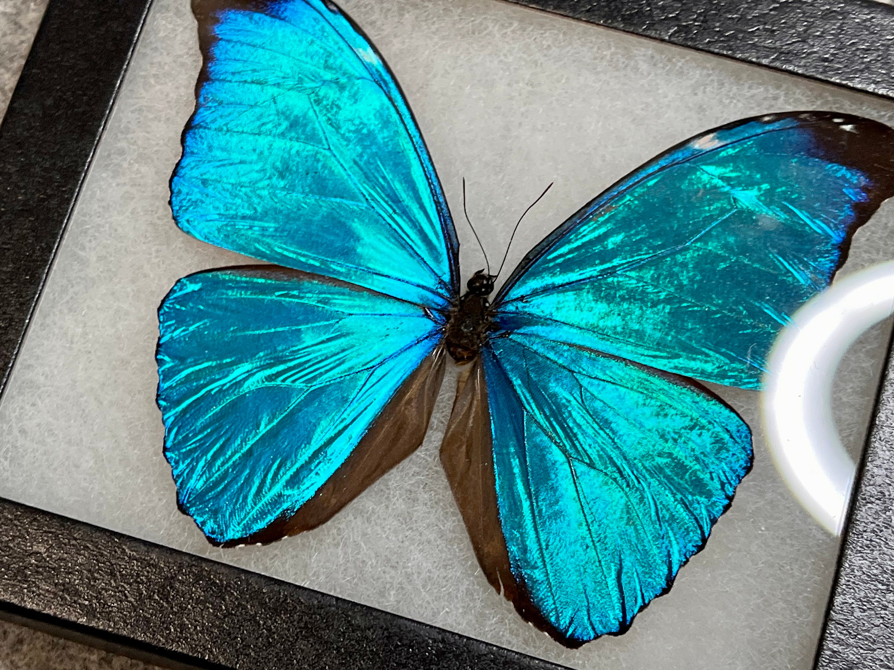 Peru Morpho absoloni　120mm very big Morpho absoloni M A1 Peru - Butterfly Art Inc.