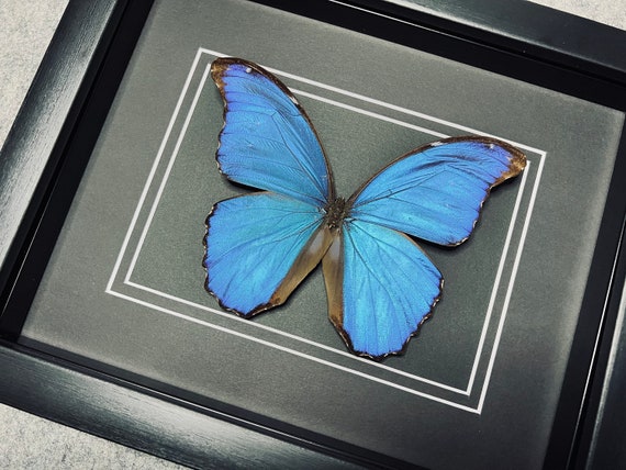 Godart's Morpho, Morpho Godarti Asarpai, Mounted and Framed in a