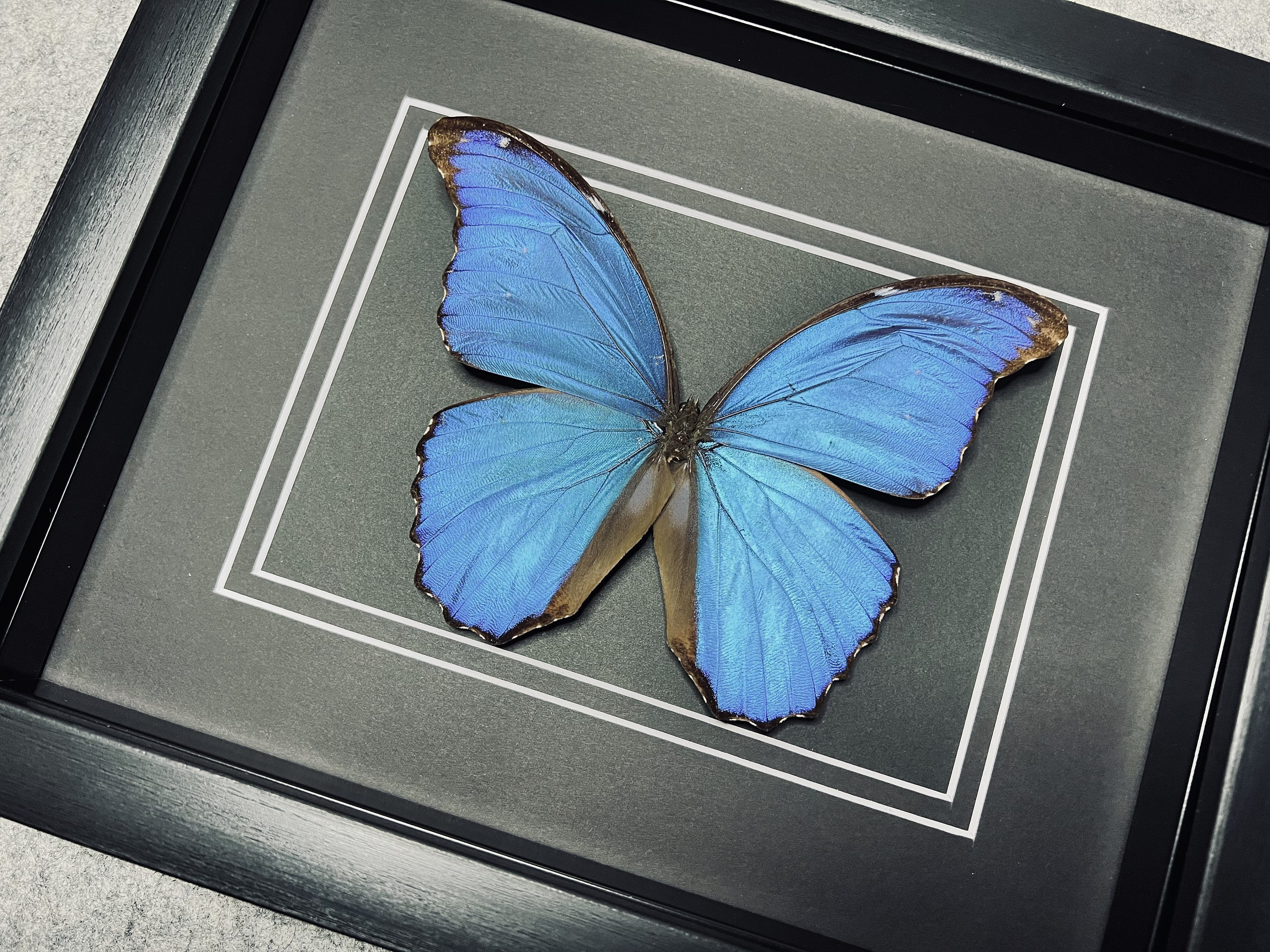 Godart's Morpho, Morpho Godarti Asarpai, Mounted and Framed in a