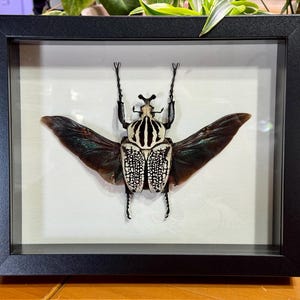 Goliathus orientalis orientalis, Huge 91mm Goliath Flower Beetle, Male, Mounted & framed, real, preserved, dried specimen