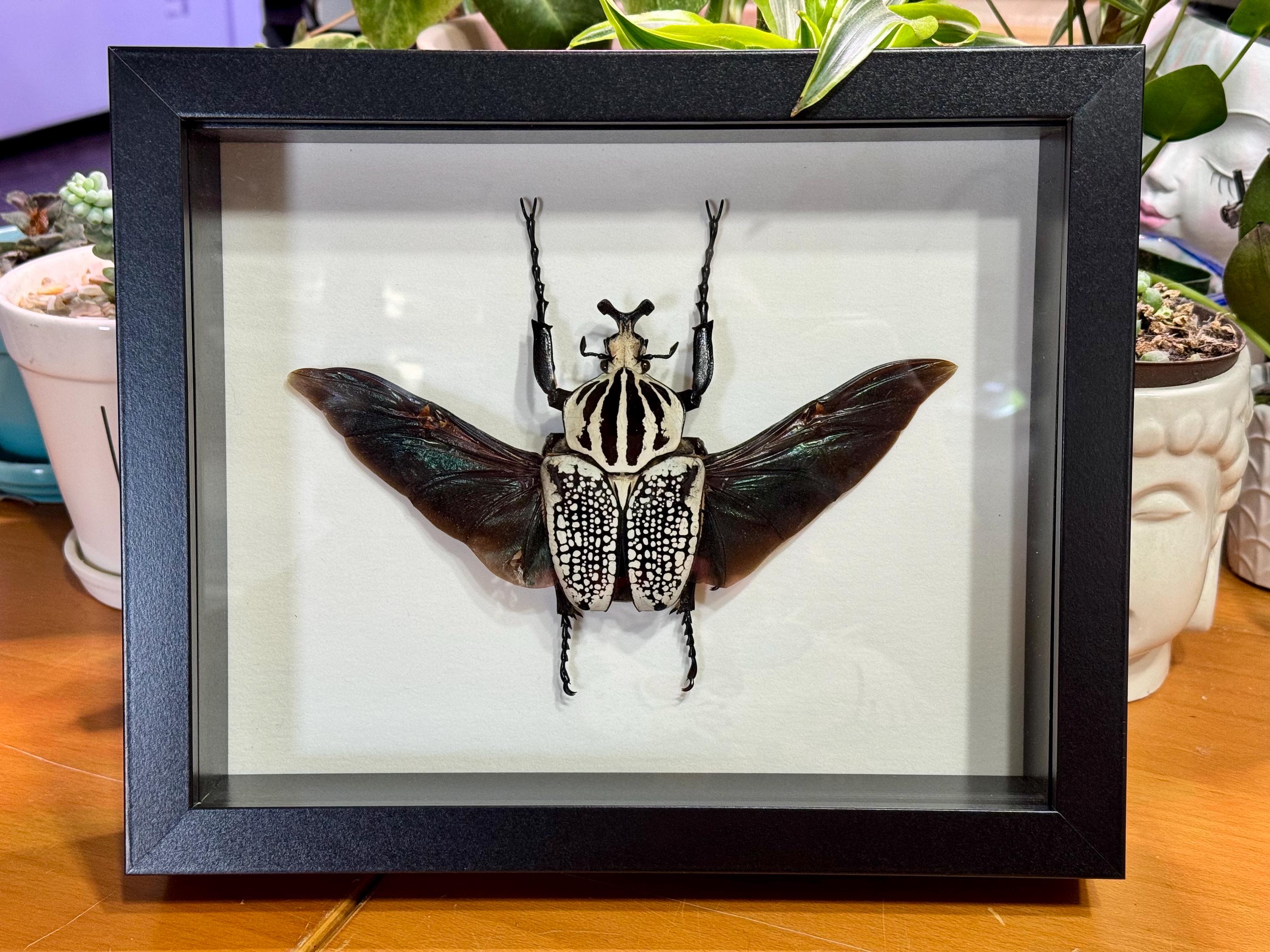 Goliathus Orientalis Orientalis, Huge 91mm Goliath Flower Beetle