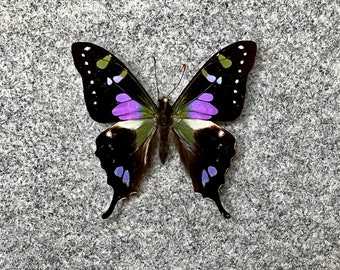 Purple Spotted Swallowtail butterfly, Graphium weiskei, Wings folded OR Mounted and framed in a Riker Mount, Preserved, Dried, Real