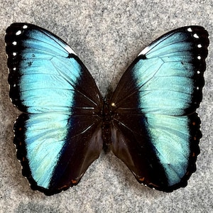 Morpho achilles, Blue-banded Morpho butterfly, UNMOUNTED (wings closed), Preserved, Dried, Real, Papered specimen