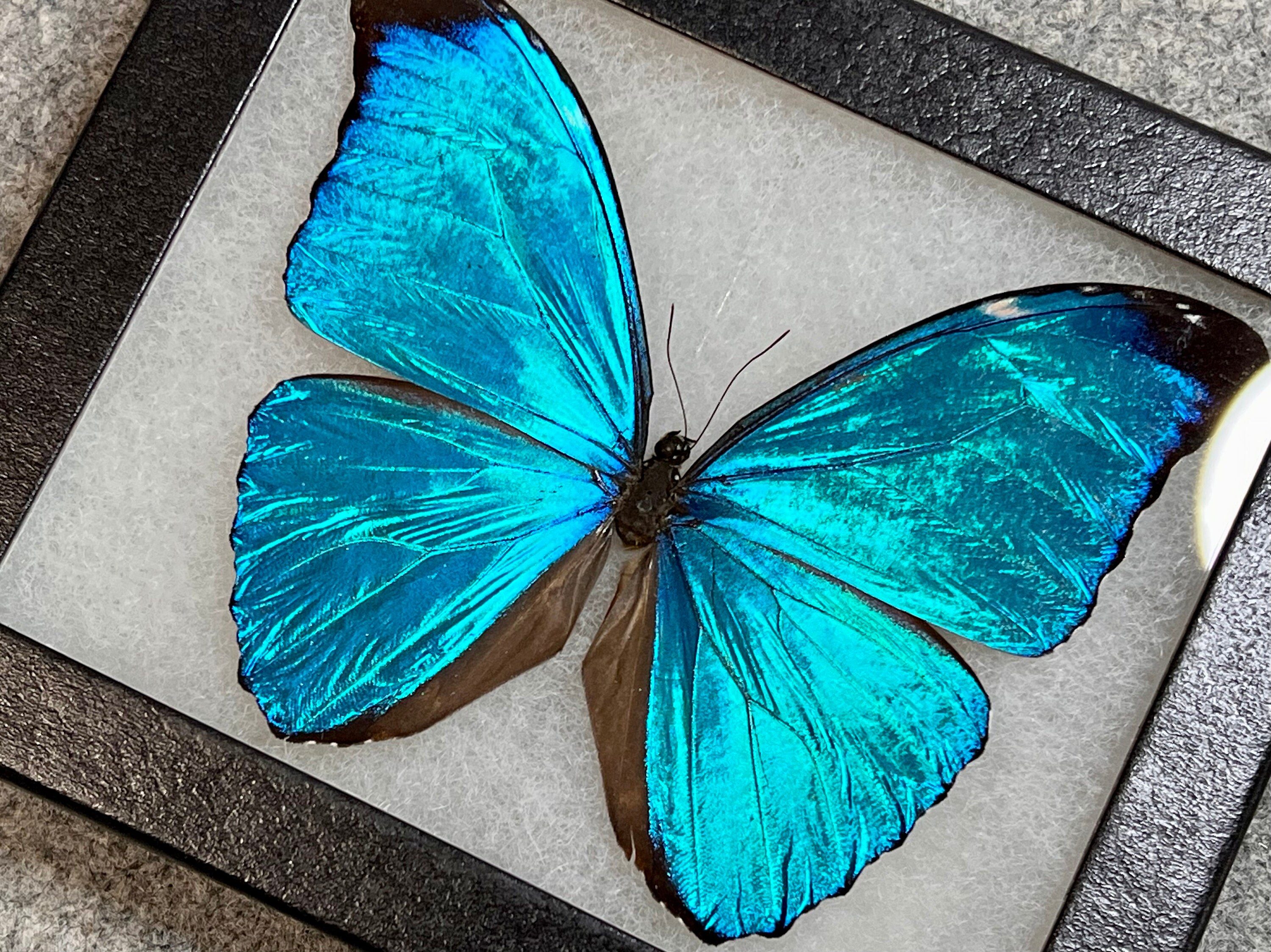 RARE Morpho Absoloni Butterfly, Mounted (wings Spread) in a Riker