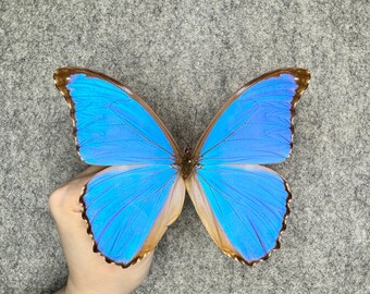 Godart's Morpho, Morpho Godarti Asarpai, Mounted and Framed in a