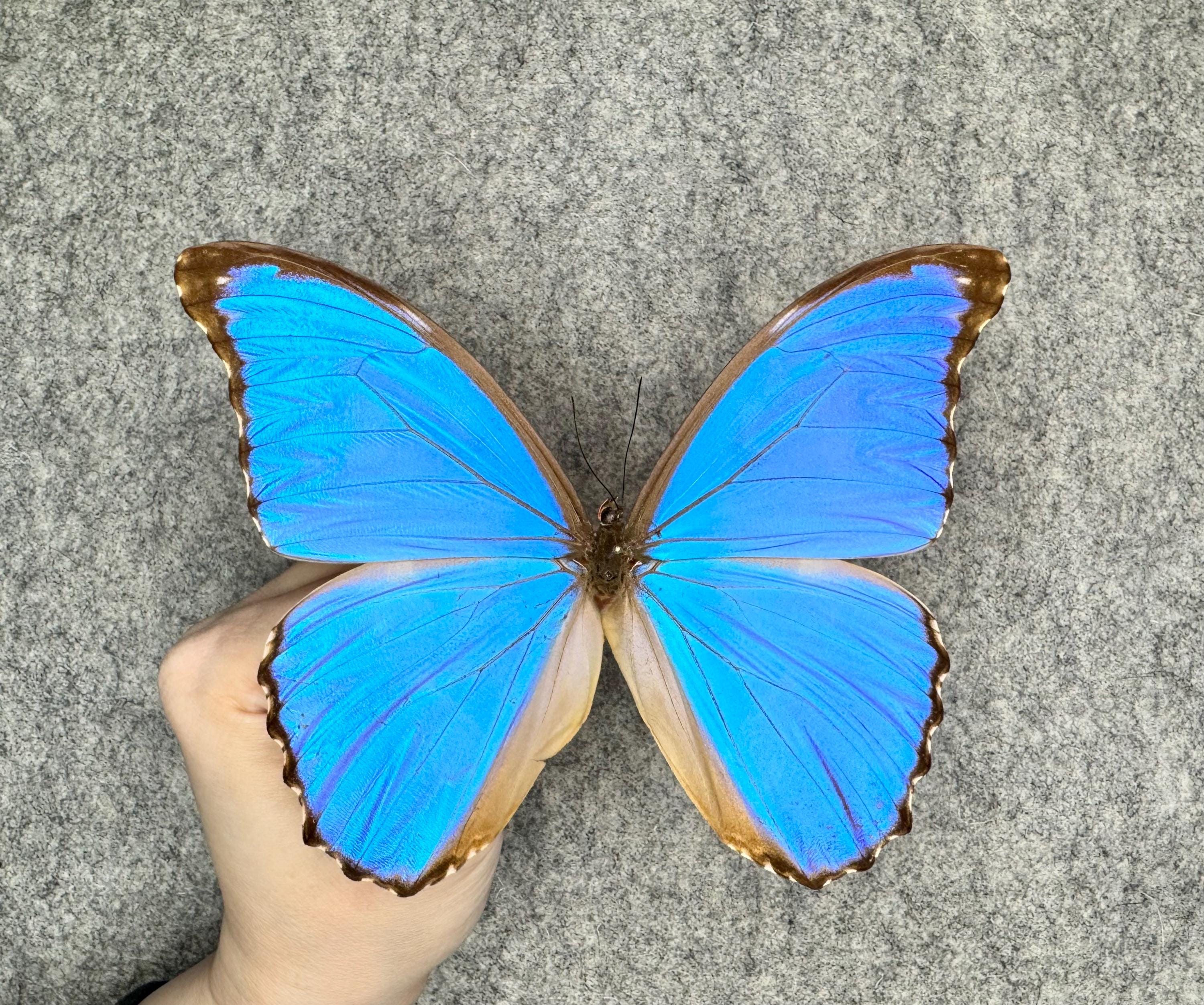 Godart's Morpho, Morpho Godarti Asarpai, Mounted and Framed in a