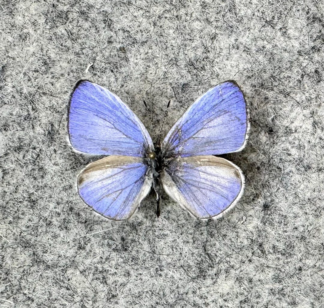 Udara Dilecta, Himalayan Pale Hedge Blue Butterfly, Unmounted